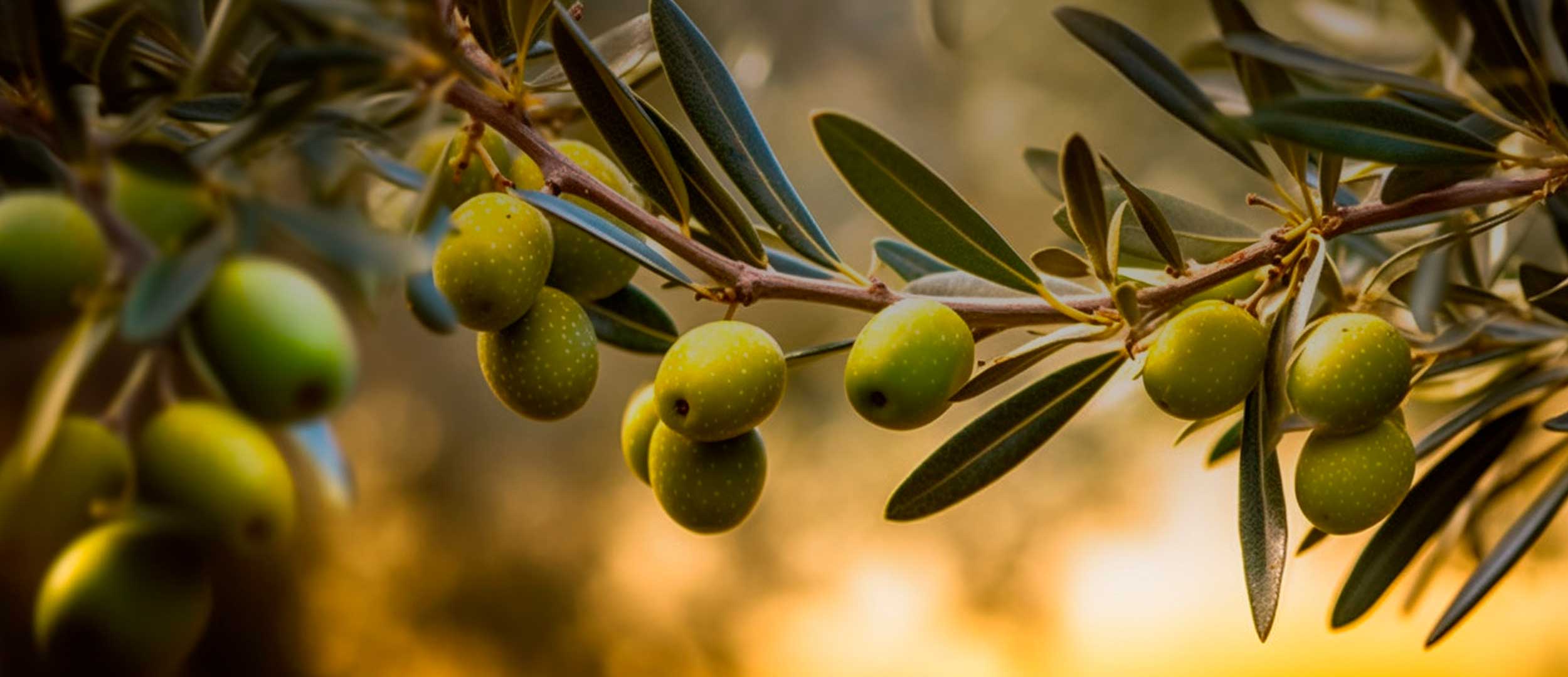 Agricola Lanciani | I vini della nostra cantina
